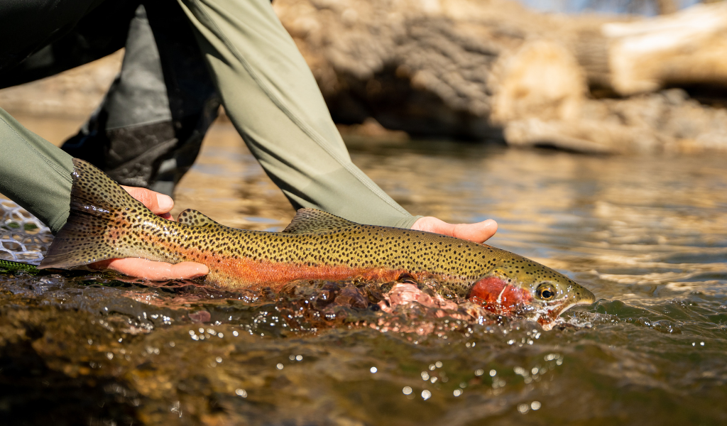 9 Fly Fishing Tips for Beginners